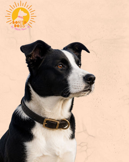 Heritage Leather Collar™