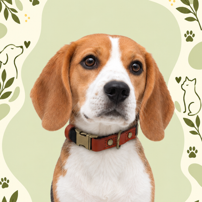 Clip ’n’ Go Adjustable Dog Collar — Black Bandit