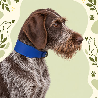 Swagger Leather Collar — Royal Rebel