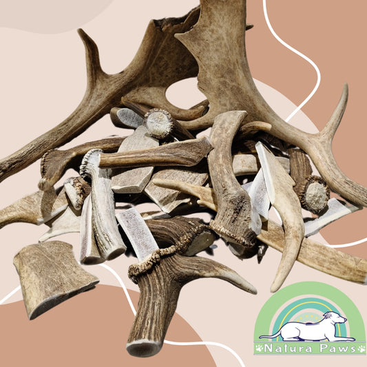 Wild Deer Antler Chews for Dogs